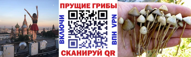Псилоцибиновые грибы Cubensis  Черемхово 